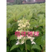 木绣球 ​落叶或半常绿灌木 绿化用地栽苗 喜光 略耐阴 鸿盛来苗木繁育基地