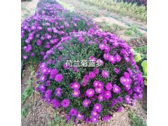 荷兰菊 多色荷兰菊苗 基地供应耐寒耐旱 花坛花境切花材料 适应性强规格全 鞍山百卉园艺场图1