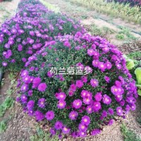 荷兰菊 多色荷兰菊苗 基地供应耐寒耐旱 花坛花境切花材料 适应性强规格全 鞍山百卉园艺场
