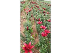 东北基地批发 百合花苗 百合花杯苗 颜色齐全 球根带芽发货 室外越冬 鞍山百卉园艺场图1