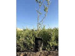 白刺苗 适应性强 长椭圆状匙形 沙漠治理 良好地存活性 宁夏林海绿博苗木图1