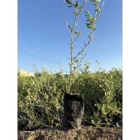 白刺苗 适应性强 长椭圆状匙形 沙漠治理 良好地存活性 宁夏林海绿博苗木