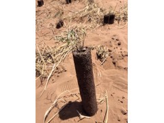 花棒杯苗-花棒小苗-花棒种子-沙漠治理苗-宁夏林海绿博苗木种植专业合作社图1