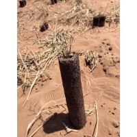 花棒杯苗-花棒小苗-花棒种子-沙漠治理苗-宁夏林海绿博苗木种植专业合作社