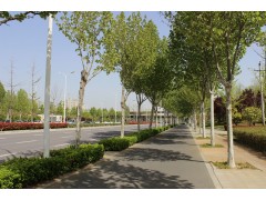 法桐 济宁鸿润苗木基地 各种规格法桐树 法桐行道树 电议价格优惠图1