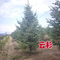 云杉 云杉1米-4米 东北绿化苗 景红苗木 云杉杯苗 园林绿化树 电议