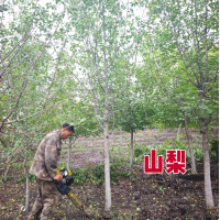 山梨胸径2-5公分2万株 山梨苗销售大量供应 景红苗木 东北苗木 电议价格