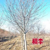 单干稠李6-12公分2000棵 紫叶稠李 园林绿化树 价格电议 景红苗木