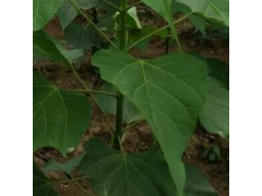 楸树 济宁明亮法桐苗木基地 1-20公分楸树价格 园林绿化树图1