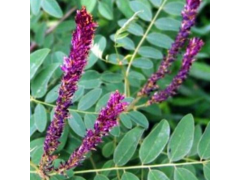 紫穗槐 公路绿化苗 高速路边坡绿化 绿化小苗 山东穗槐苗大量供应图1