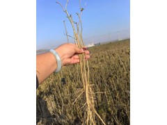 桑树小苗 大量供应桑树苗 园林绿化小苗 电议价格 现货 东台市南燕苗圃图1