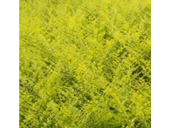 金叶榆 金叶榆小苗 金叶榆杯苗大量供应 电议 青成园林绿化图1