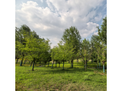 樱花 济宁明亮苗木 山东樱花苗大量 樱花树 旱樱 早樱 晚樱树大量 电议图1