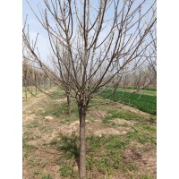 金叶白蜡 矮接金叶白蜡 白蜡基地 白蜡行道树 惠民县特色苗木研发中心 电议