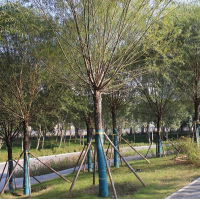 馒头柳-垂柳-旱柳-速生柳-公园步道绿化柳树-柳树-宁陵昌城苗木-电议价格