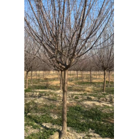 樱花树价格 优质樱花树价格，四川苗木网，温江绿丽园林