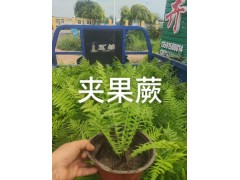 荚果蕨 基地直供 小区庭院园林花坛花镜绿化工程苗 易栽培 电议现货 一品花卉图1