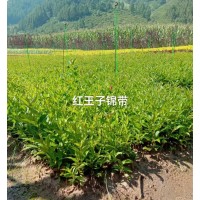 红王子锦带苗 东北苗木 市政花坛栽植 绿化工程苗 佳缘苗圃 大量电议