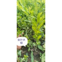 水腊 40公分以上 金叶水蜡 水腊苗 东北特色苗木 园林绿化 佳缘苗圃 电议大量