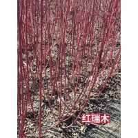 红瑞木 公园绿化苗 各种扦插小苗、播种小苗、花灌木、球类、工程用苗 佳缘苗圃