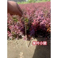 紫叶小檗 绿篱小苗 东北苗木 耐寒品种 园林绿化苗 佳缘苗圃 大量电议