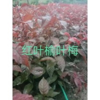 榆叶梅小苗 红叶榆叶梅苗 大量电议 佳缘苗圃 各种扦插播种绿化小苗现货供应