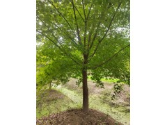 鸡爪槭 8-12公分鸡爪槭 园林绿化树 公园绿化造景 城市绿化 电议 南星苗木场图1