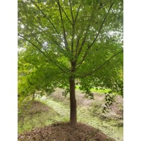鸡爪槭 8-12公分鸡爪槭 园林绿化树 公园绿化造景 城市绿化 电议 南星苗木场