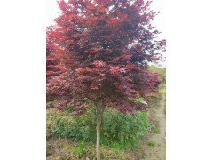 日本红舞姬 日本红枫5-10公分 彩叶树 园林绿化 庭院地产住宅绿化 电议 南星苗木场图1