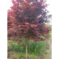 日本红舞姬 日本红枫5-10公分 彩叶树 园林绿化 庭院地产住宅绿化 电议 南星苗木场