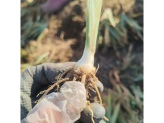 血石鸢尾苗 鸢尾小苗 鸢尾苗大量供应 园林绿化造景苗 莉娜宿根花卉苗木基地 电议图1