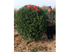 大叶黄杨球 0.5-2米精品黄杨球 偃师黄杨基地 偃师大叶黄杨基地 园林绿化 电议价格图1