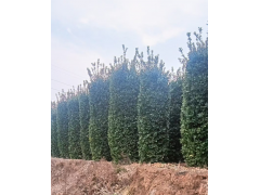 黄杨柱 大叶黄杨柱 园林绿化造型 常绿灌木造型 公园绿化 偃师大叶黄杨基地 电议现货图1