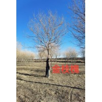金枝槐 河北金枝槐价格 沧州长宏国槐种植基地 2-25公分国槐 金枝槐 电议