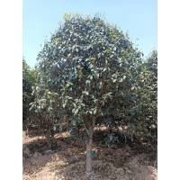 桂花树_河南桂花 精品桂花 八月桂 金桂 丹桂 园林绿化树 万年春苗木 电议价格