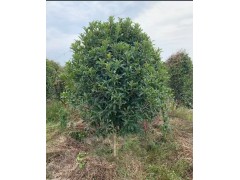 高杆石楠树 红叶石楠树 5-10公分高杆红叶石楠树价格 万年春苗木 电议价格图1