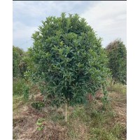 高杆石楠树 红叶石楠树 5-10公分高杆红叶石楠树价格 万年春苗木 电议价格