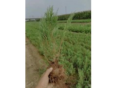 侧柏苗 龙柏苗 刺柏苗 园林绿化小苗 绿篱苗大量供应 绿美卓茵园林 电议价格图1