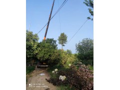 8-14公分石楠树@高杆石楠@万年春苗木 园林绿化 城市绿化 石楠树价格图1