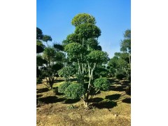 小叶女贞造型树 树条柔嫩易扎定 小叶女贞造型 公园及庭院绿化 货源充足 聚苗联园林图1