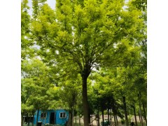 国槐 金叶国槐 白蜡 白蜡树价格 行道树 园林城市绿化树 电议 全鸣金蝉养殖图1
