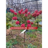 欧洲圆锥绣球红霞 （国旗红）国旗红圆锥绣球 富华苗木家庭农场 电议价格大量