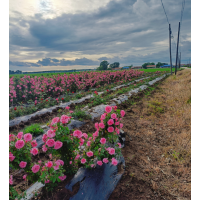 抗寒月季粉蝶，绒霞，粉佳人，杯苗，美植袋苗 电议价格 富华苗木家庭农场