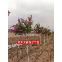 欧洲大花香水丁香 春秋两季花期，粉色花系品种，花期超长，生长量大 电议 富华苗木