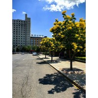 黄金丁香 欧洲重瓣丁香 2-6公分部分丁香品种工程苗 电议 富华苗木家庭农场