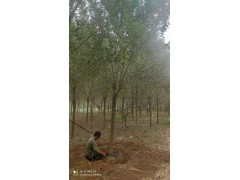 供应白蜡 10-15公分白蜡树 白蜡行道树电议价格 承接绿化及绿化养护工程 万年春图1