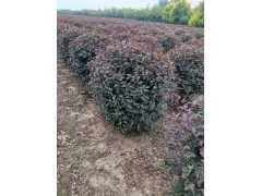 红叶榆叶梅球 靠山镇虹越花木场 红叶榆叶梅 园林绿化树 灌木球电议价格图1