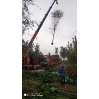 垂柳 旱柳 柳树 公园河道边绿化 8-18公分垂柳电议有量现货 万年春苗木