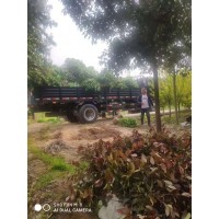 大叶黄杨球 1米冠大叶黄球现货装车 焦作红叶石楠球 万年春苗木 红叶石楠球现货供应