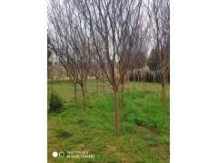 紫薇树 6-10公分紫薇树 园林绿化景观树 公园造景绿化树 万年春 电议有量现货图1